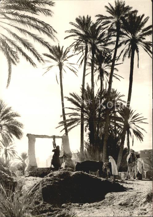 Maroc Marokko Tafilalet Palmeraie de Rissani