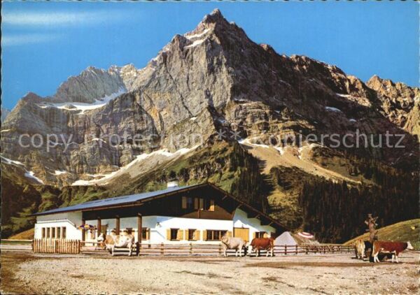 Eng Alm Rasthütte Kühe Karwendelgebirge
