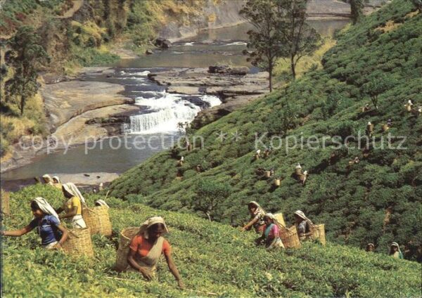 Sri Lanka Tea Plantation with Tea Pluckers