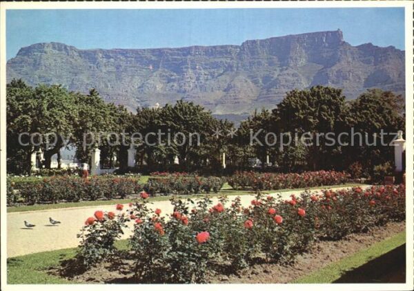 Cape Town Kaapstad Kapstadt Gardens