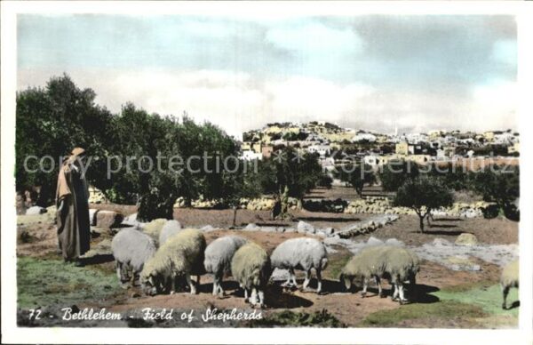 Bethlehem Yerushalayim Field of Shepherds
