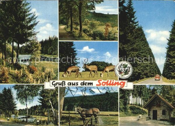 Schoenhagen Solling Landschaftsbilder Wild Pferd Wald Hütte