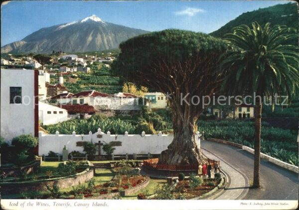 Tenerife Icod of Wines