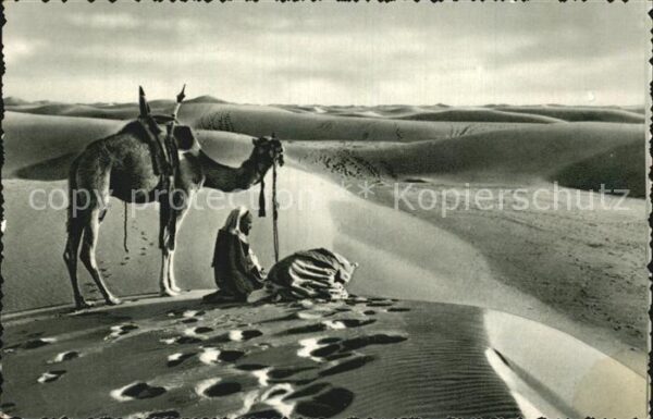 Kamel  Camel Chameau Prayer in the Desert