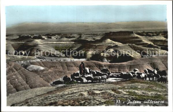 Schafe Hirte Desert Judaique