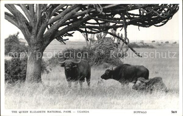 Bueffel Queen Elizabeth National Park Uganda Bu