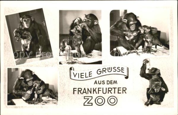 Affen Zoo Frankfurt