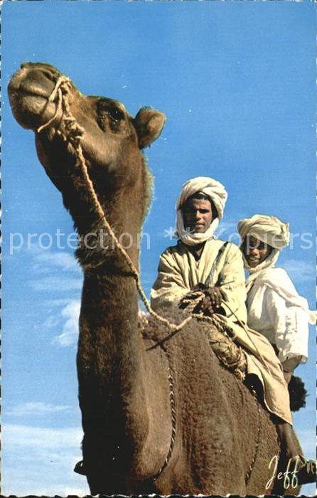 Kamel  Camel Chameau Maroc Desert Typen