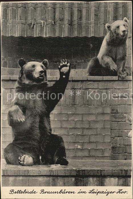 Baeren Zoo Leipzig Bettelnde Braunbären