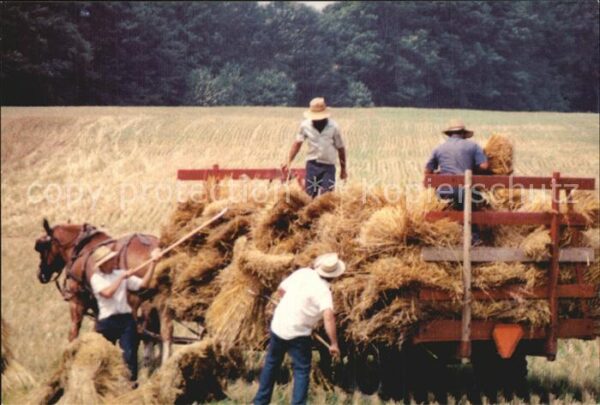 Landwirtschaft Amish Loading Oats