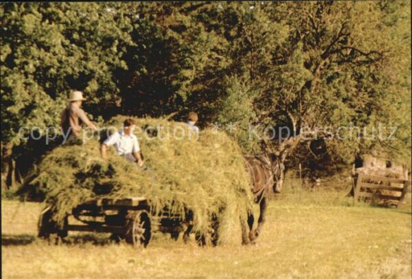 Landwirtschaft Amish Hauling Alfalfa