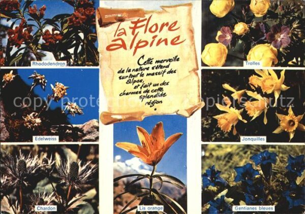 Blumen Flore Alpine Edelweiss Jonquilles Lis O