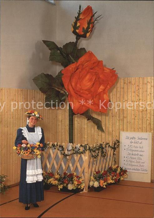 Rosen Grösste Seidenrose der Welt Blumentag S
