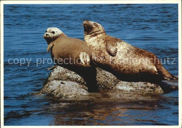 Seehunde Robben Harbor Seals Monterey Bay California