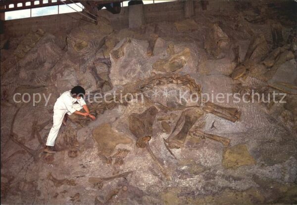 Dinosaurier Dinosaur National Monument Fossil Bones