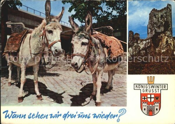 Esel Tiere Königswinter Drachenfels-Ruine
