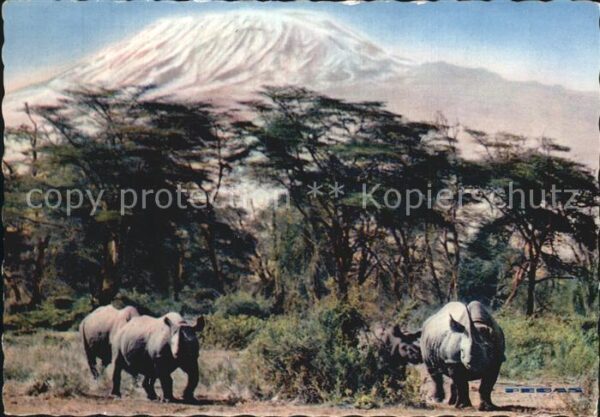 Nashorn Rhinoceros Mount Kilimanjaro Amboseli