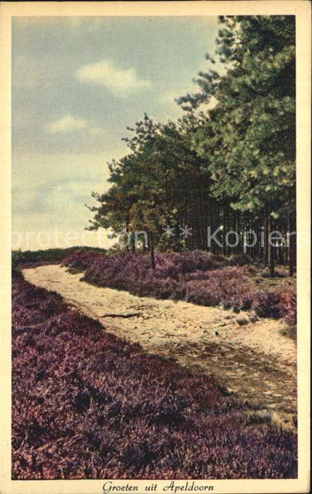 Apeldoorn Weg am Waldrand