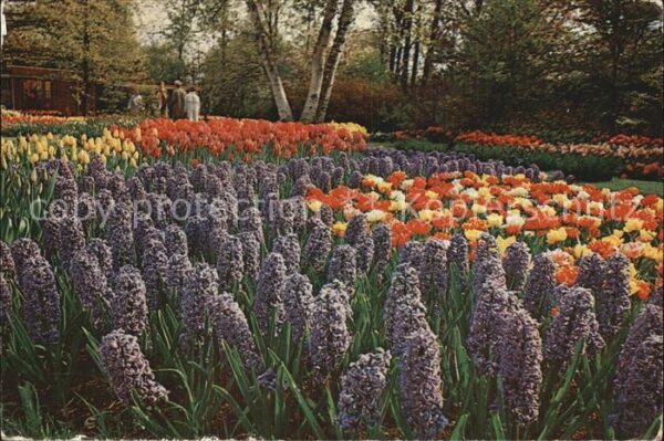 Lisse Keukenhof