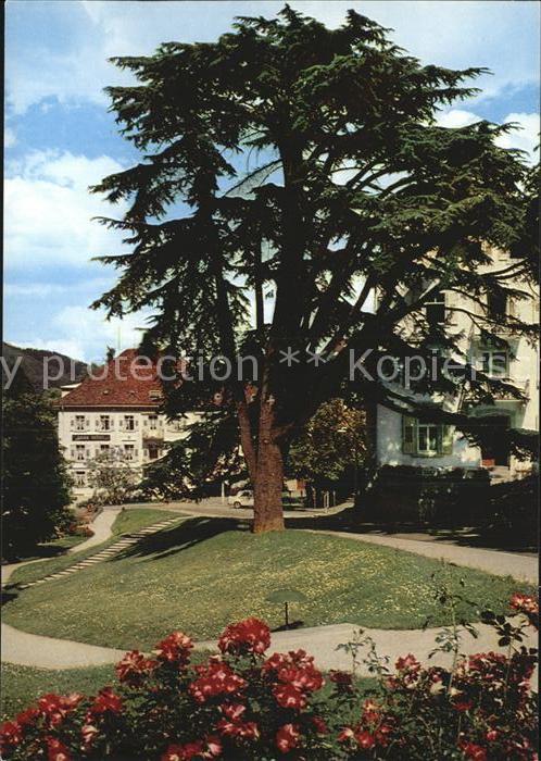 Badenweiler Libanon Ceder