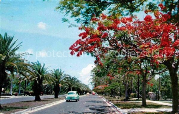 Miami Florida Royal Poinciana Trees along S Miami Ave