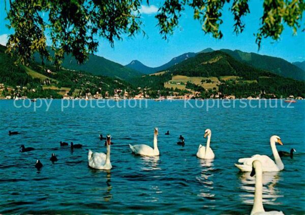 Tegernsee Panorama Schwäne