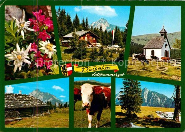 Strobl Postalm Kapelle Almvieh Kuh Alpenflora