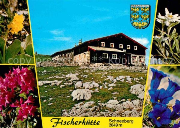 Puchberg Schneeberg Fischerhütte am Schneeberg Alpenflora E
