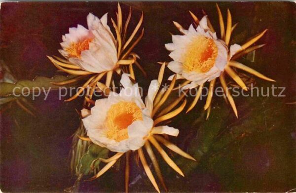 Blumen Night Blooming Cereus