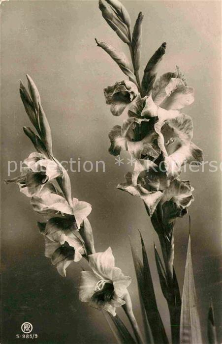 Foto RPH Nr. 985/9 Lilien