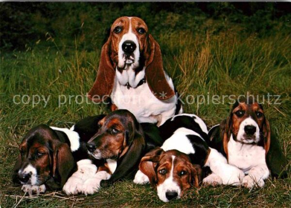 Hunde Basset Hound