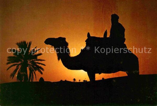 Kamel  Camel Chameau Tunisie Matmata Coucher de Soleil