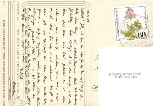 Pferde – Bild 2
