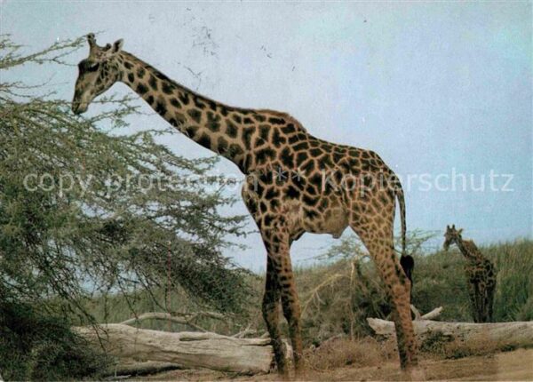 Giraffe Maasai Giraffe