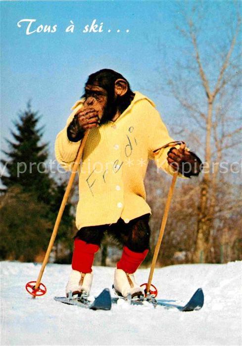 Affen Charlie Skifahren