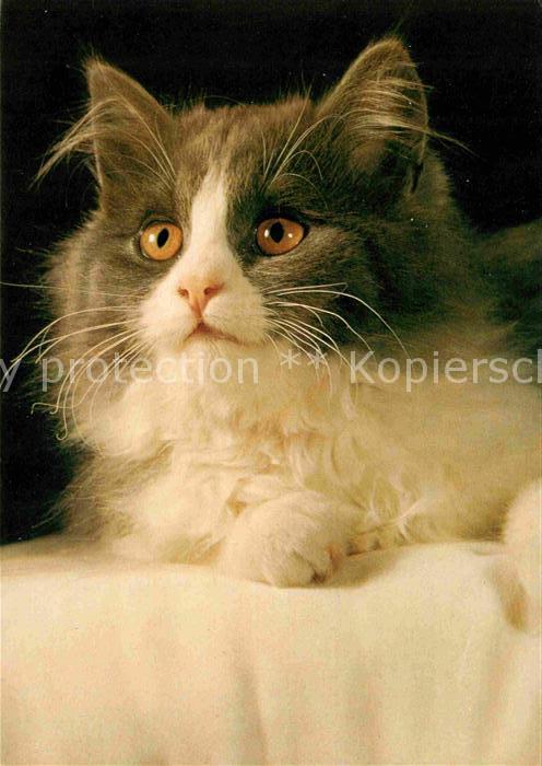 Katzen