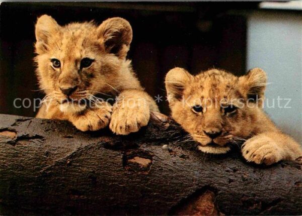 Loewe Zoo Basel Junge Löwen