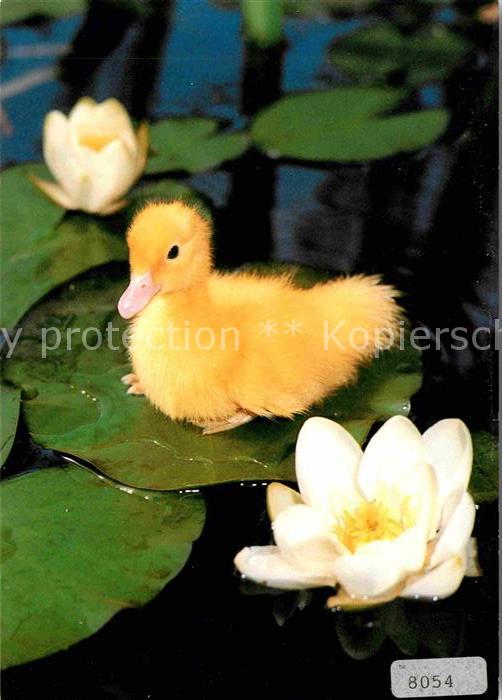 Enten Hausente Küken Seerose