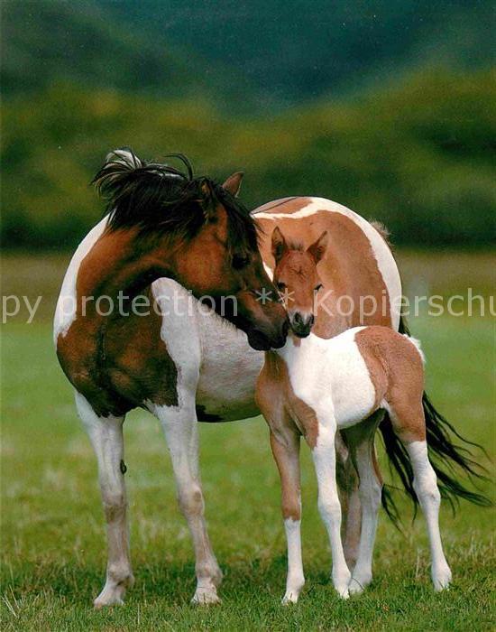Pferde Welsh-Mountain-Ponys
