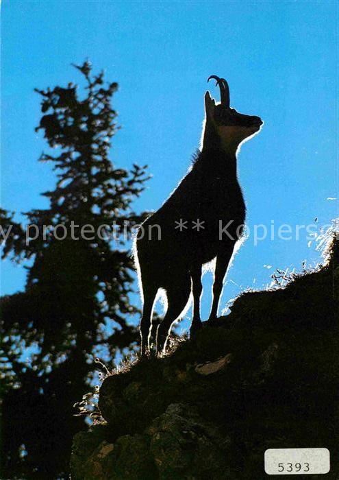 Gemse Chamois Rupicapra