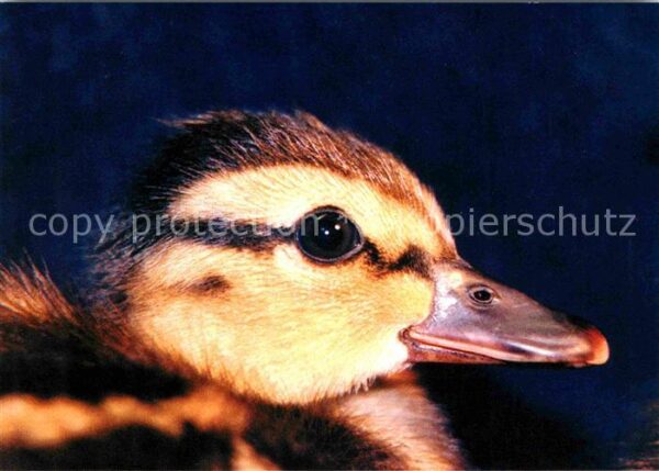 Enten Tier-Rettungsdienst Winkel