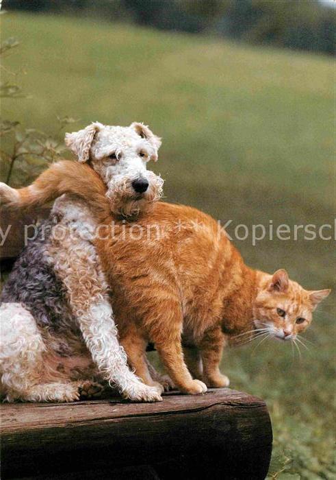 Hunde Katze Tierschutz Schweiz