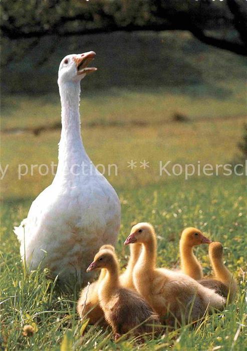 Tiere Hausgans Küken Goose Oie