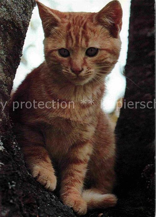 Katzen Gatto Cat Chat