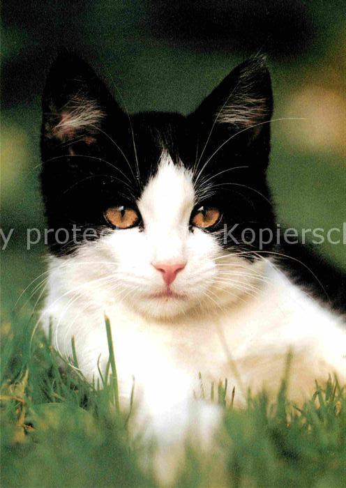 Katzen Chat Cat Tierschutz Schweiz