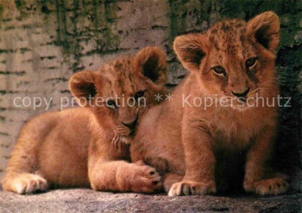 Loewe Zoo Zürich Junge Löwen