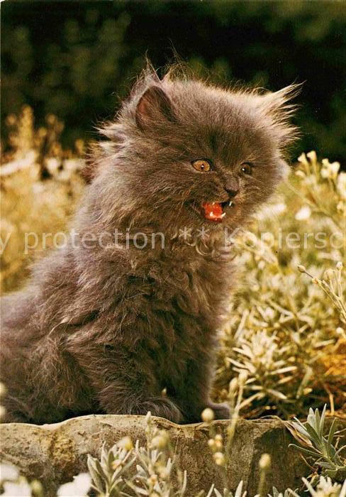 Katzen Chat Cat
