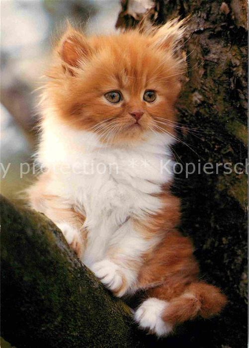 Katzen Perser
