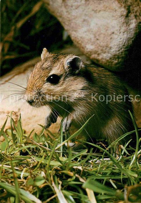 Maeuse Rennmaus Gerbils Gerbilline