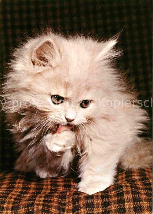 Katzen Perserkatze Persian